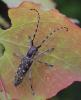 Saperda populnea